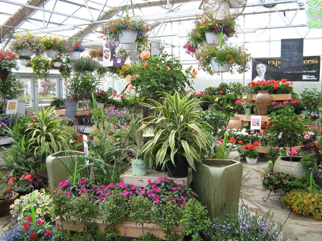 Ground Effects Annuals