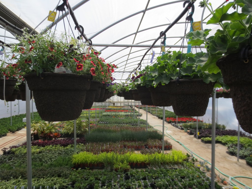 Ground Effects Greenhouse