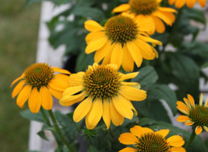 Echinacea Lemon Yellow