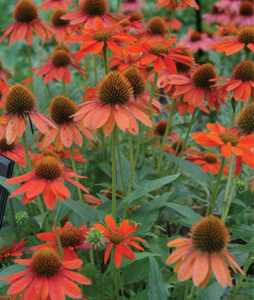 Echinacea, Sombrero Adobe Orange