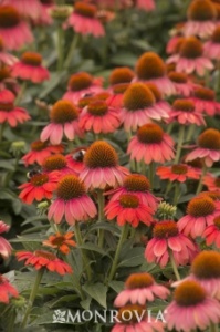 Sombrero Hot Coral Coneflower