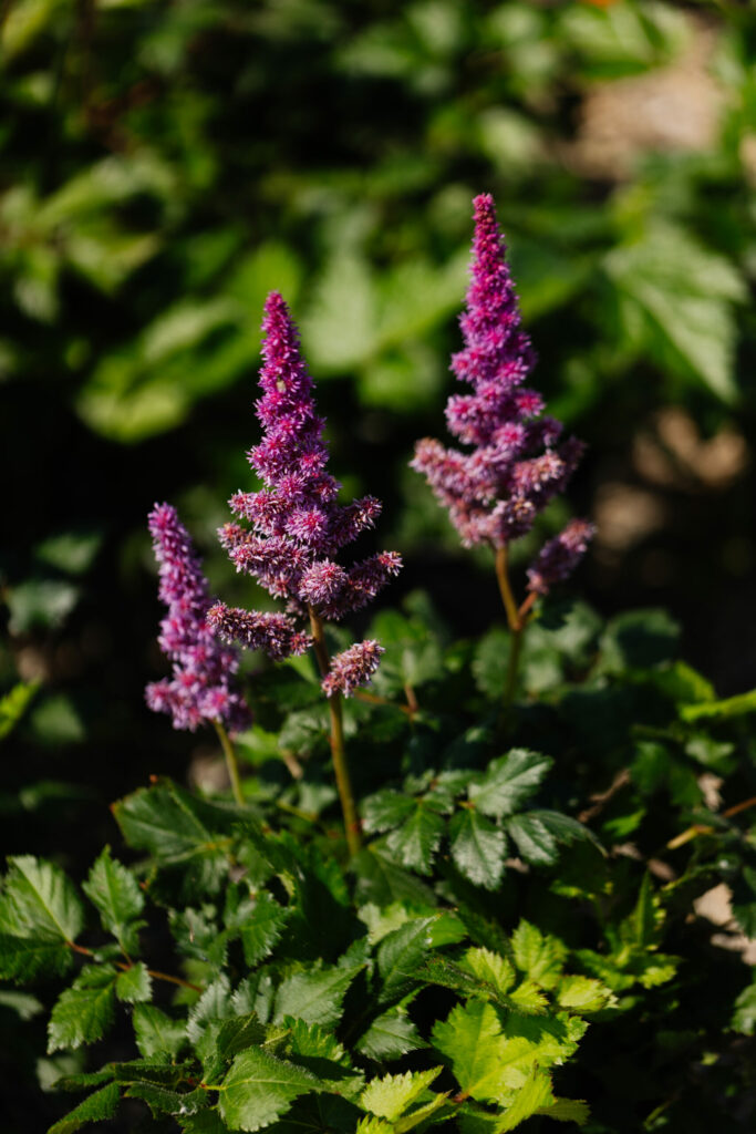 GroundEffectsGardenCenter-35 (1)