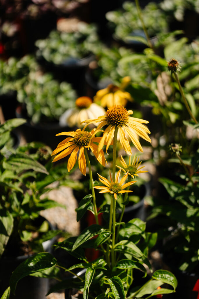GroundEffectsGardenCenter-48 (2)